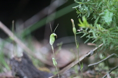 Pterostylis crispula