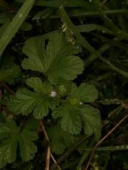 Fuertesimalva limensis