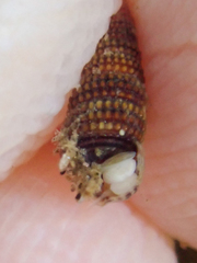 Cerithiopsidella cosmia