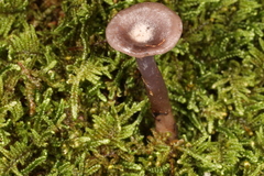 Clitocybe formosa