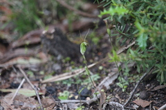 Pterostylis crispula