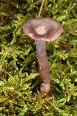 Clitocybe formosa