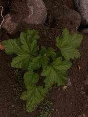 Fuertesimalva limensis