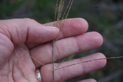 Digitaria parviflora