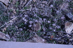 Trifolium hirtum