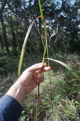 Digitaria parviflora