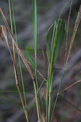 Digitaria parviflora
