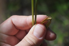 Digitaria parviflora