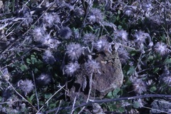 Trifolium hirtum