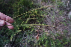 Digitaria parviflora