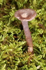 Clitocybe formosa