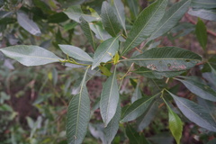 Dodonaea viscosa viscosa