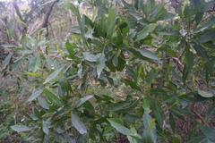 Dodonaea viscosa viscosa