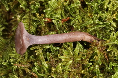 Clitocybe formosa