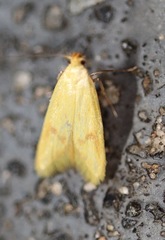 Aeolothapsa malacella