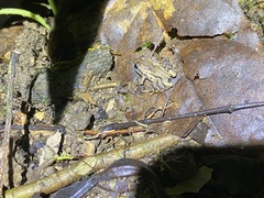 Craugastor underwoodi