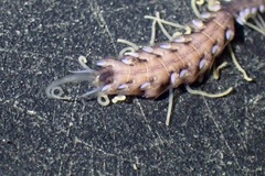 Amblyosyllis