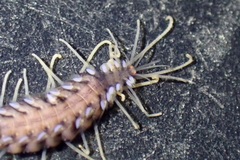 Amblyosyllis