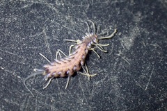Amblyosyllis