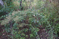 Erigeron canadensis pusillus