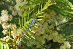 Austrocoenagrion lyelli