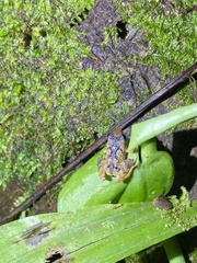 Craugastor stejnegerianus