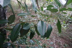 Ficus watkinsiana