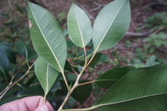 Ficus watkinsiana