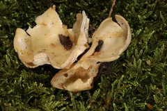 Helvella costifera