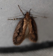 Micropeteina dryinodes