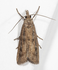 Occidentalia comptulatalis