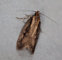 Micropeteina dryinodes