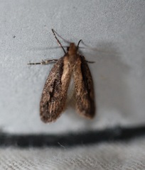 Micropeteina dryinodes