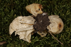 Helvella costifera