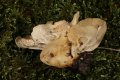 Helvella costifera