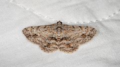 Didymoctenia exsuperata