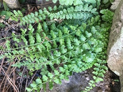 Asplenium incisum