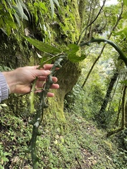 Selenicereus calcaratus