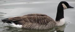 Branta canadensis