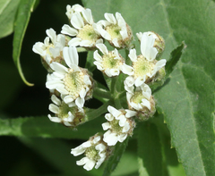 Achillea biserrata