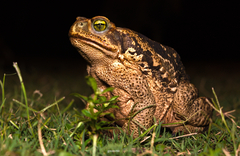 Rhinella diptycha