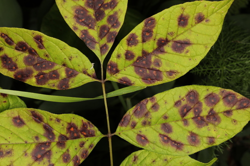 Representative image of Mycosphaerellales