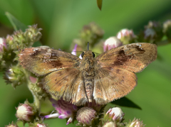 Quadrus u-lucida mimus