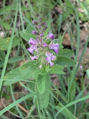 Teucrium argutum