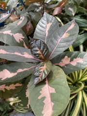 Graptophyllum
