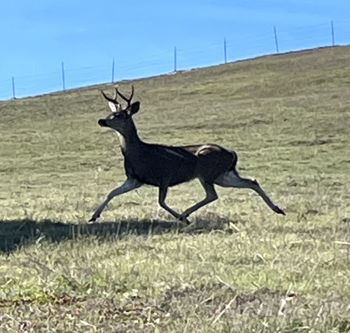 Columbian Black-tailed Deer photographed in California