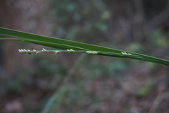 Setaria gausa