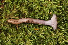 Clitocybe formosa