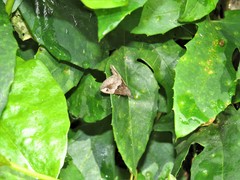 Dichromia erastrialis