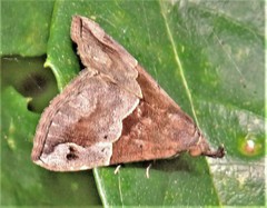 Dichromia erastrialis